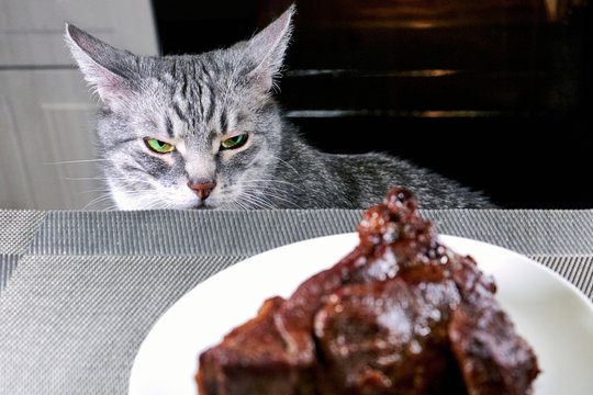 Cat looks irritably over at food. The pet is angry at a piece of fried meat. Grey cat peers into BBQ beef. Cooked meat on white plate. Blurred kitchen as background.