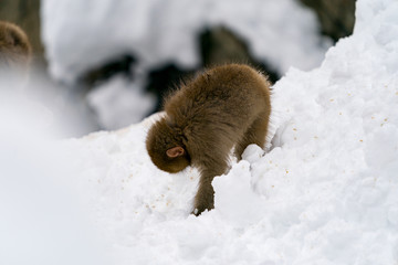 Obraz premium 雪の中のニホンザル スノーモンキー