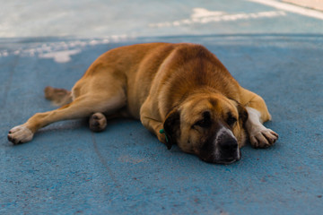 a cute and big sivas kangal dog laying on the floor
