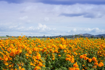 the Cempasuchil flowers field. Mexican flower typical of the day of the dead.