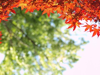 モミジの紅葉