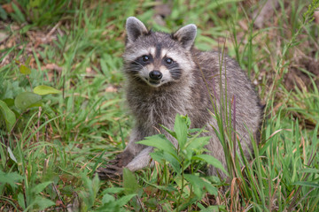 Naklejka premium Raccoon 4