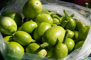 Cucurbita ficifolia, pumpkin in container in garden