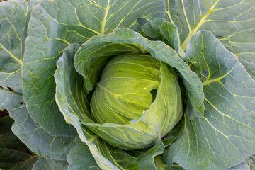 Fototapeta premium Cabbage (Brassica oleracea) in vegetable garden