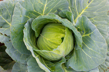 Fototapeta premium Cabbage (Brassica oleracea) in vegetable garden