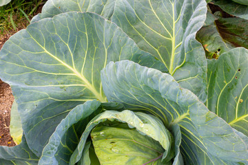 Obraz premium Cabbage (Brassica oleracea) in vegetable garden