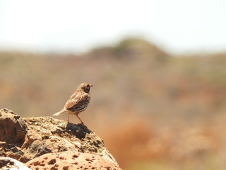 BRID