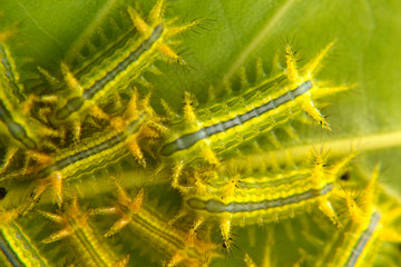 Parasa lepida cramer on leaves background, worm