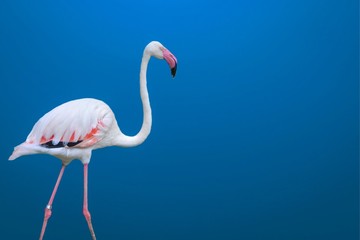 flamingo on white background
