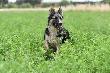 dog in the green field