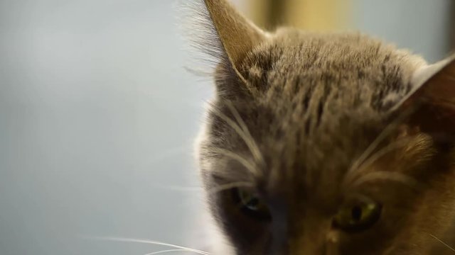 Gatita