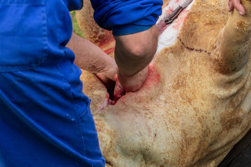 traditional slaughter of the pig