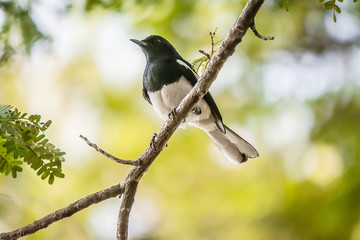 Oriental Magpie Robin The beautiful bird,