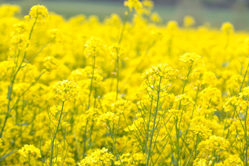 Beautiful rape flower field wallpapers. Field of rapeseed