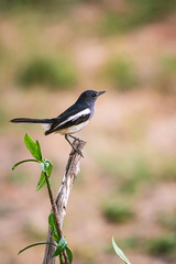 Oriental Magpie Robin The beautiful bird,