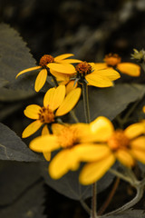 yellow flowers on a background