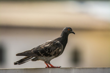 Dove on the roof