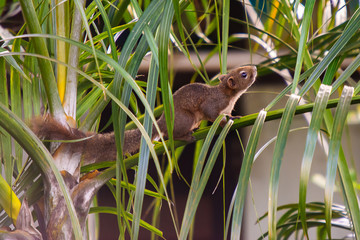 Squirrel on the tree
