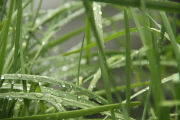 green grass with water drops