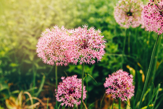 Field meadow garden with allum millenium ornamental onion. Rosy purple pink fluffy pretty rounded home flower plant on green grass. Natural flora background with sun flare leak light.