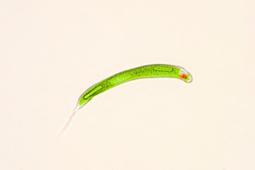 Euglena is genus of single-celled flagellate Eukaryotes.