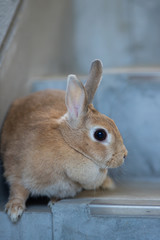 飼育した可愛いミニウサギ