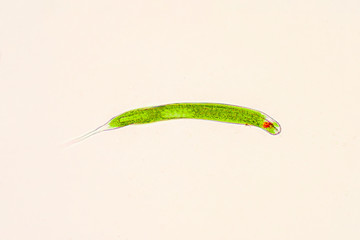 Euglena is genus of single-celled flagellate Eukaryotes.