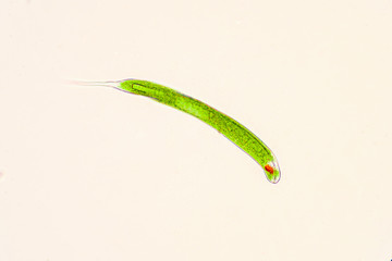 Euglena is genus of single-celled flagellate Eukaryotes.