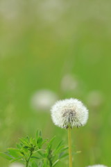 Dandelion gone to seed isolated with green background