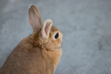 飼育した可愛いミニウサギ