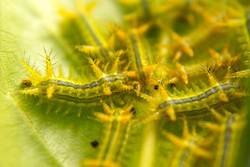 Parasa lepida cramer on leaves background, worm