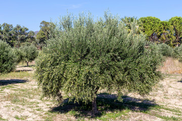 Fruits of olives ripen on a branch close-up on a sunny day