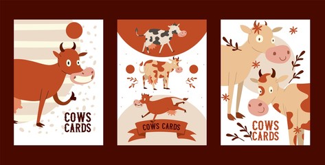 Curious stupid cow eating grass with vacant look set of cards vector illustration. Funny baby animal, cattle saying moo, showing okay sign with finger. Greeting, invitation cards.