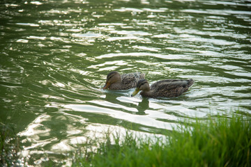 patos
