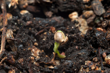 Cannabis indica marijuana seedling, freshly sprouted and shyly hiding; still in shell. It pushes up...