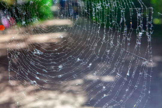 close up image of spider net