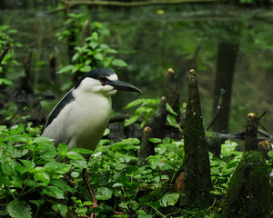 black and white bird in foliage