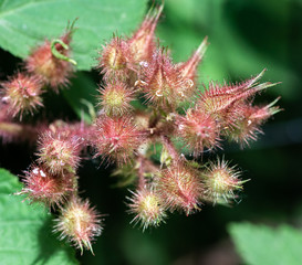 Deep Red and Yellow Hues on Wineberry Buds and Leaves
