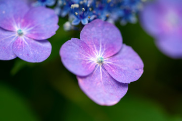 紫色のあじさいの花とつぼみ