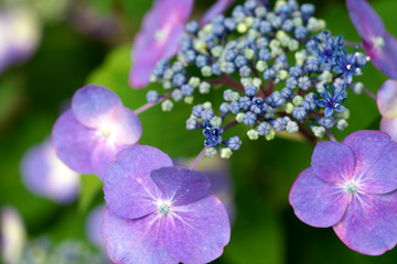 Obraz premium 紫色のあじさいの花とつぼみ