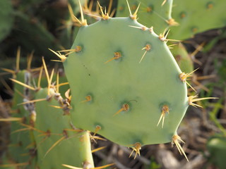cactus grows on a stone rock on the shores of the Atlantic Ocean. Sunset light