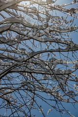 branches of a tree with snow