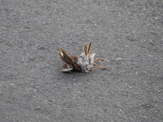 A dead car crushed bird is lying on the road.