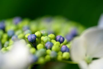 白いあじさいの花とつぼみ