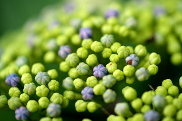 あじさいのつぼみ