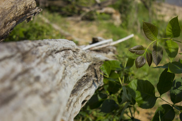 Fallen Tree