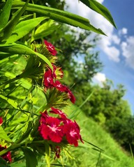 red flowers in the garden