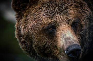 Bear Closeup
