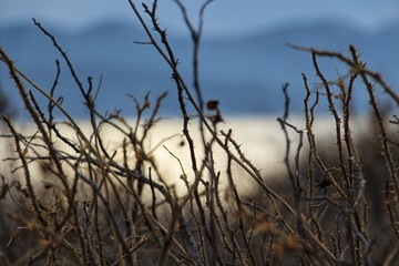 grass on the beach