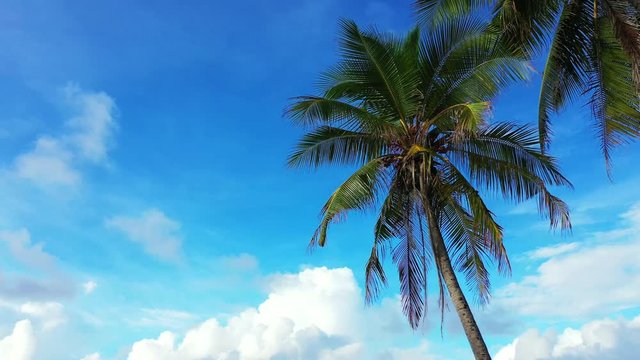 drone pedestal up shot of two cocos palms over the bright blue sky with fluffy clouds, Maldives